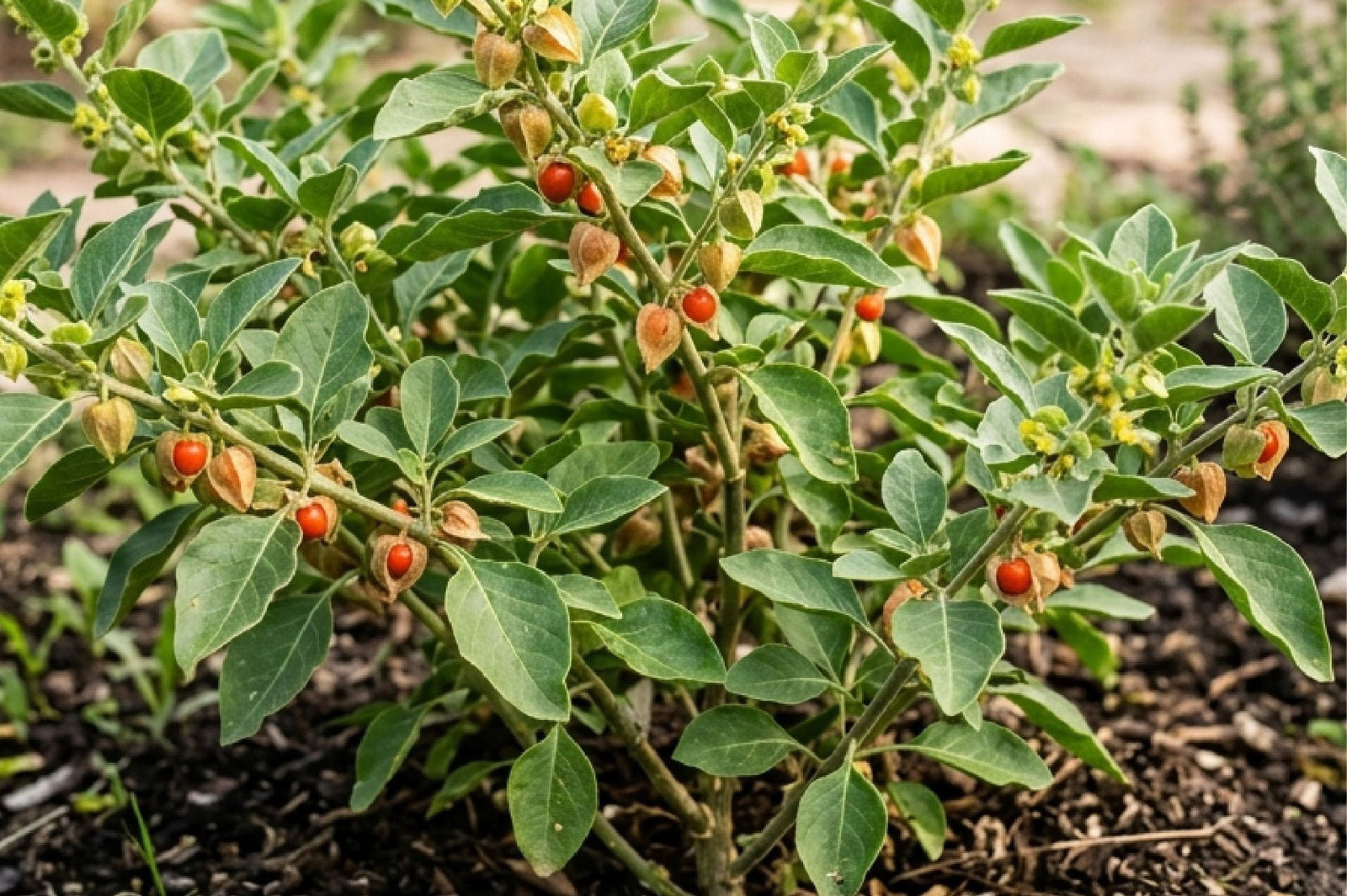 La Ashwagandha está en todos lados… ¿deberías preocuparte o empezar a tomarla? - Hi Vitamins
