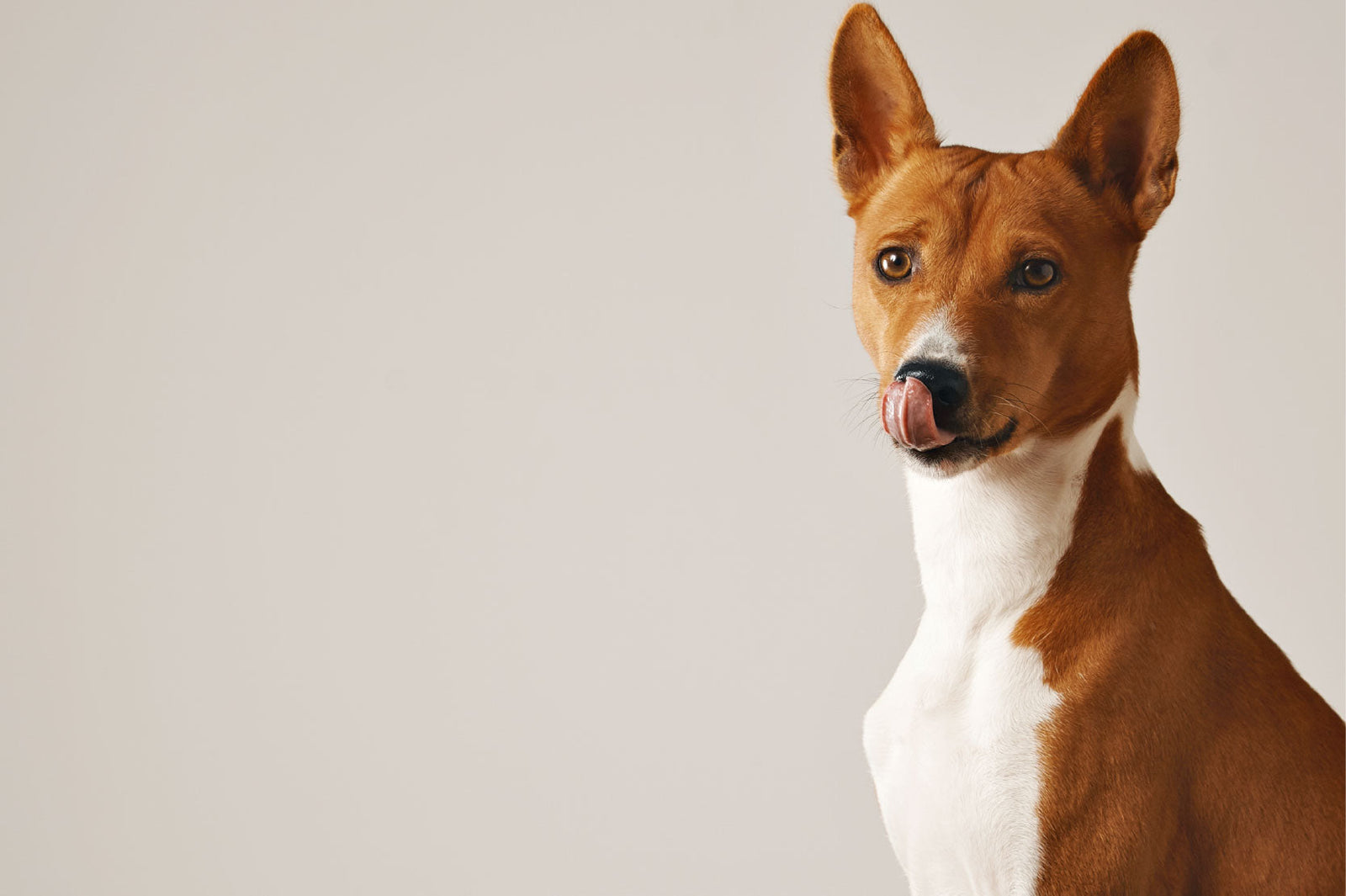 ¿Tu perro ya no corre como antes? A veces no es la edad, son sus articulaciones.