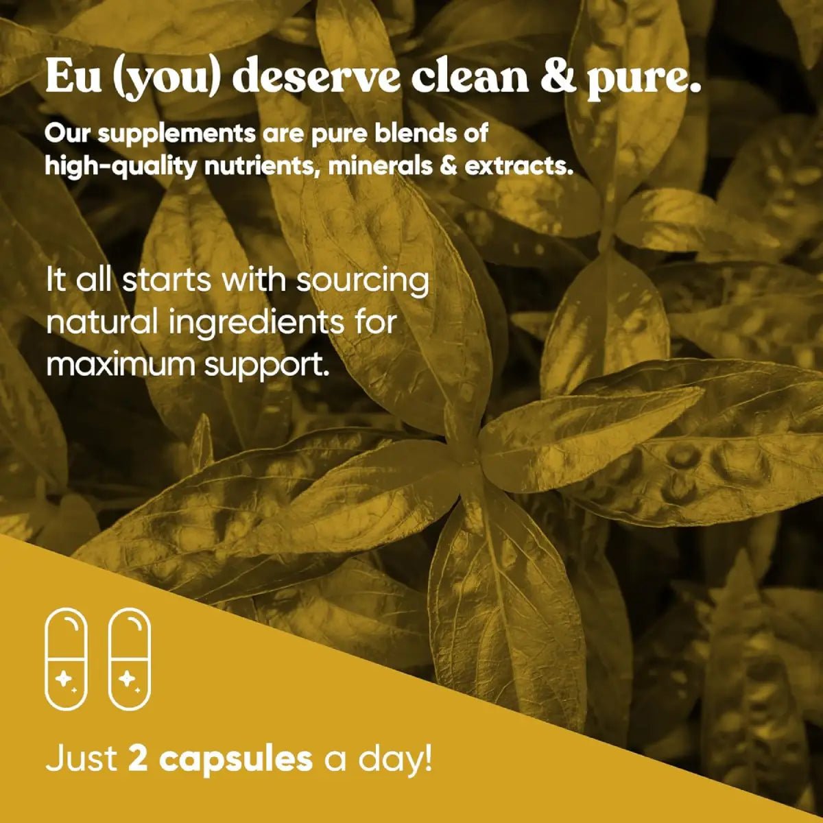 Eu Natural A+ Armor Andrographis Pure 800 mg 60 cápsulas - Hi Vitamins