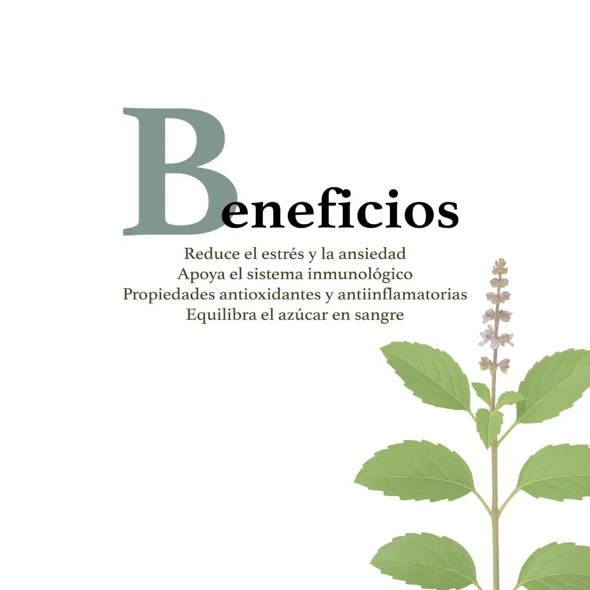 Herbal Secrets Holy Basil 1000 Mg 120 Cápsulas - Hi Vitamins