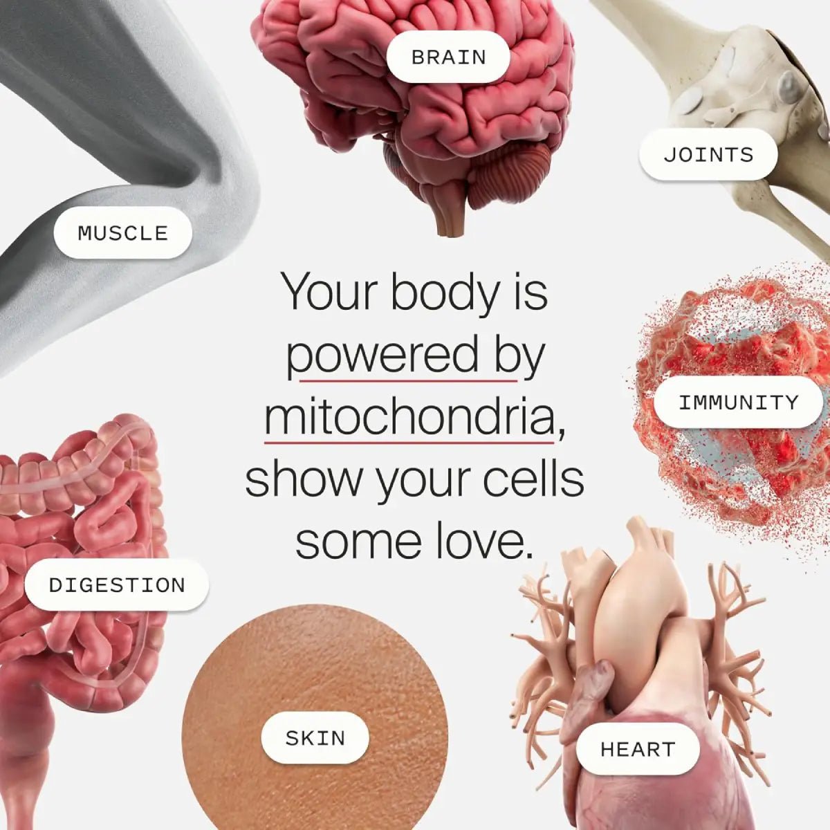 Timeline Mitopure Suplemento para la Longevidad 60 Softgels - Hi Vitamins