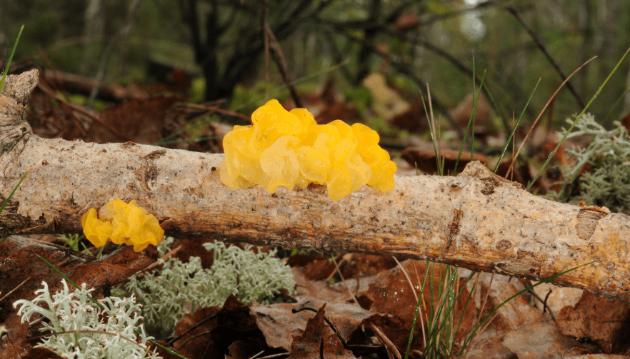Tremella: el hongo de la belleza para una piel radiante y salud integral - Hi Vitamins