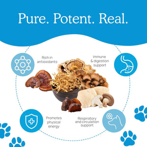 REAL MUSHROOMS DAILY DAWG POWDER FOR PETS 30 SERVING