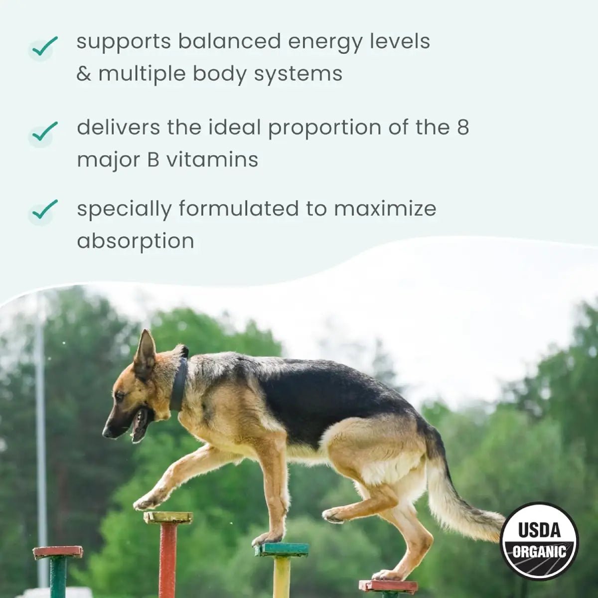 Bark & Whiskers Organic Vitamina B Complex para Mascotas 0.85 Oz 24 G - Hi Vitamins