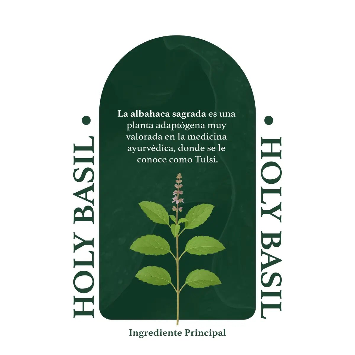 Herbal Secrets Holy Basil 1000 Mg 120 Cápsulas - Hi Vitamins