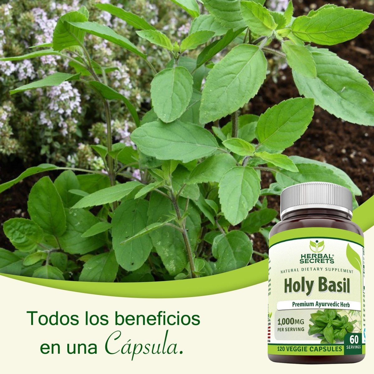 Herbal Secrets Holy Basil 1000 Mg 120 Cápsulas - Hi Vitamins