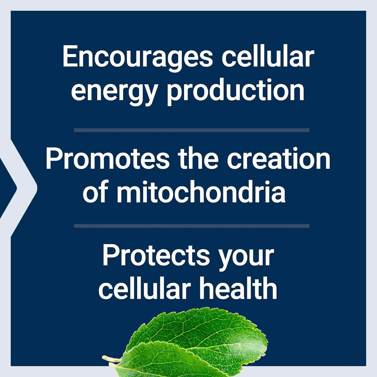 Life Extension Optimizador de Energía Mitocondrial con PQQ 120 Cápsulas Apoyo Energía Celular y Salud Mitocondrial
