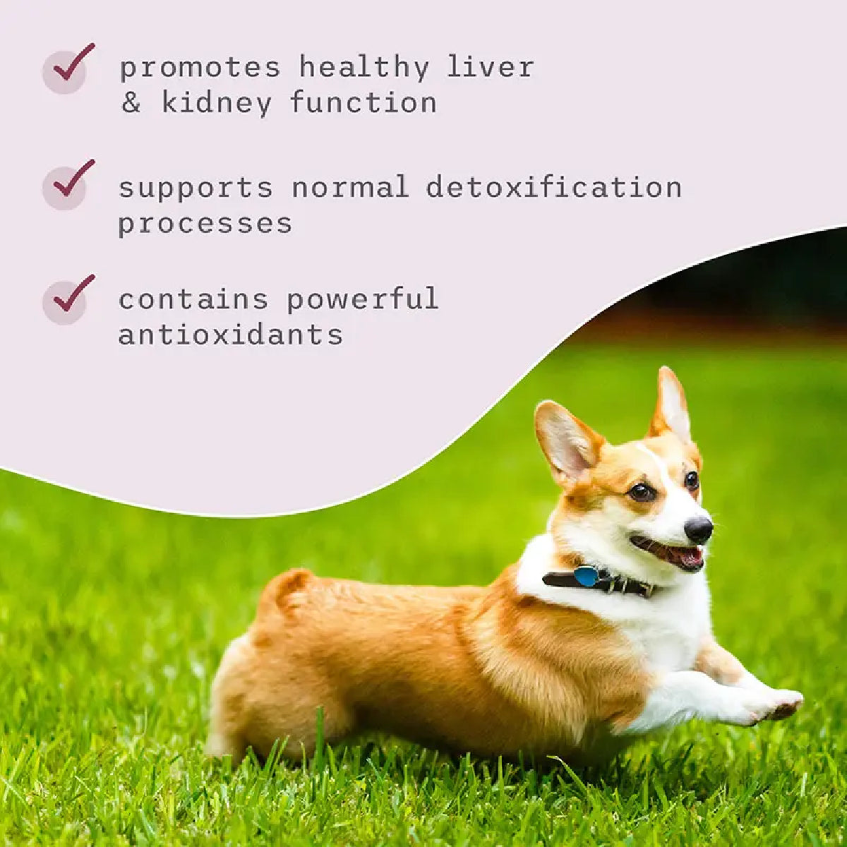 Dr. Mercola Bark & Whiskers Detox Support 52.3 g Suplemento en Polvo para Perros y Gatos Apoyo Hepático y Renal
